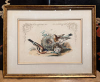 Set of 4 Framed Bird Lithographs, Paul Jerrard