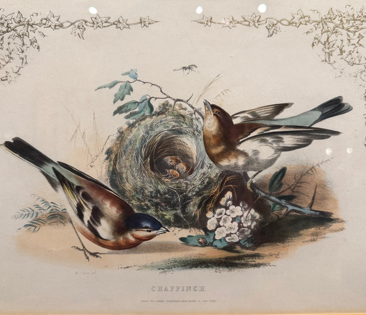 Set of 4 Framed Bird Lithographs, Paul Jerrard