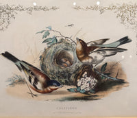 Set of 4 Framed Bird Lithographs, Paul Jerrard