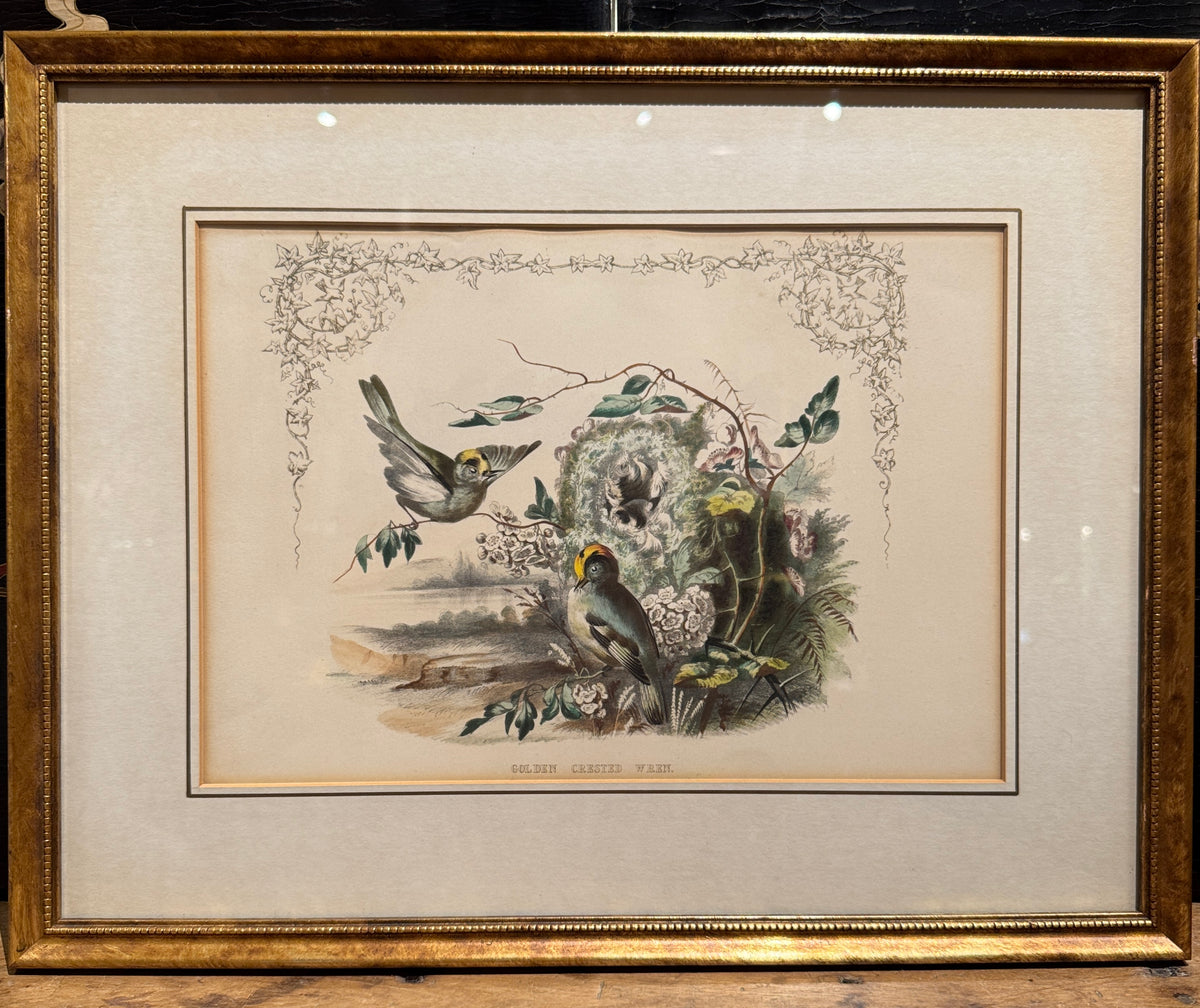 Set of 4 Framed Bird Lithographs, Paul Jerrard