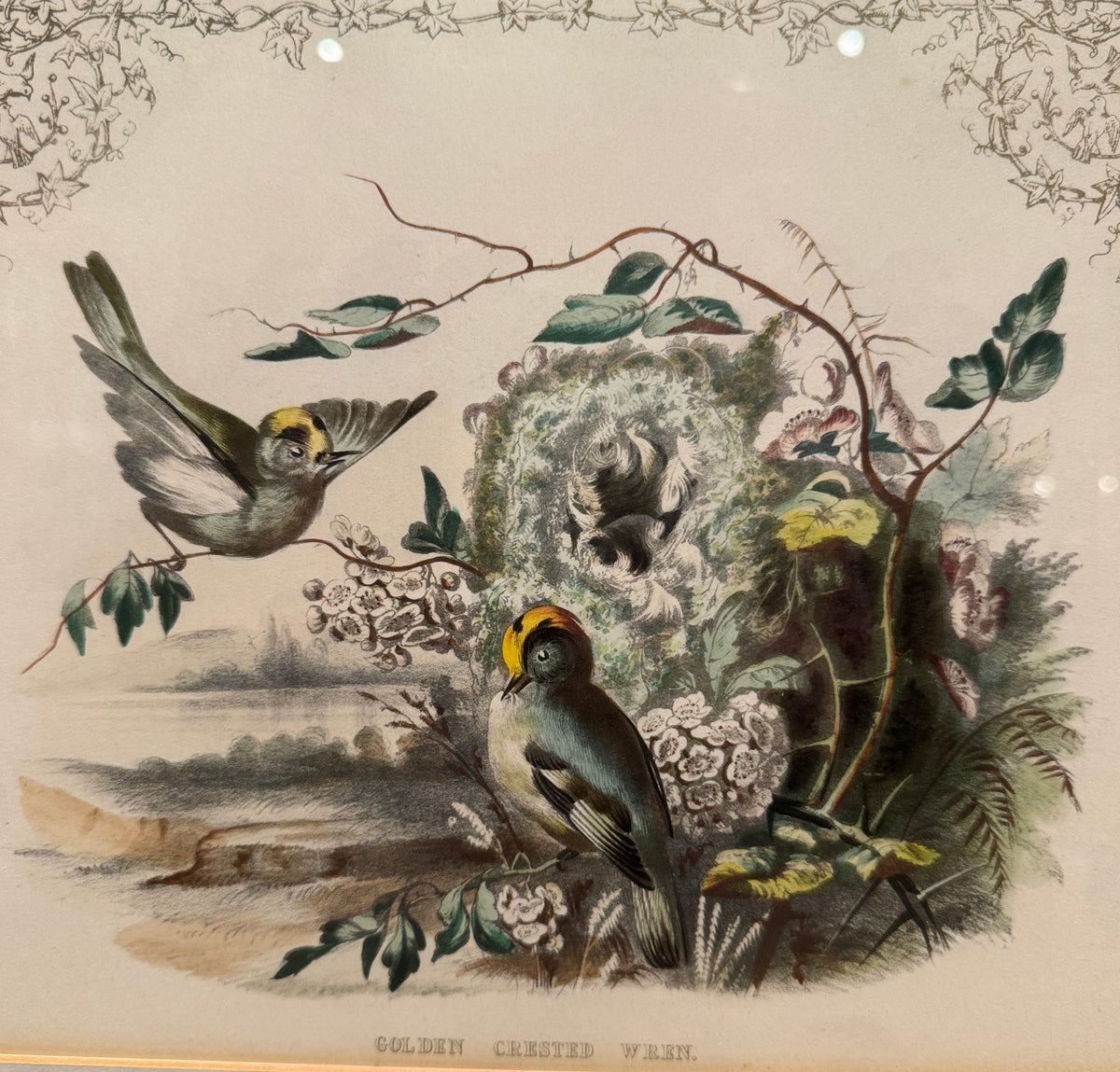 Set of 4 Framed Bird Lithographs, Paul Jerrard