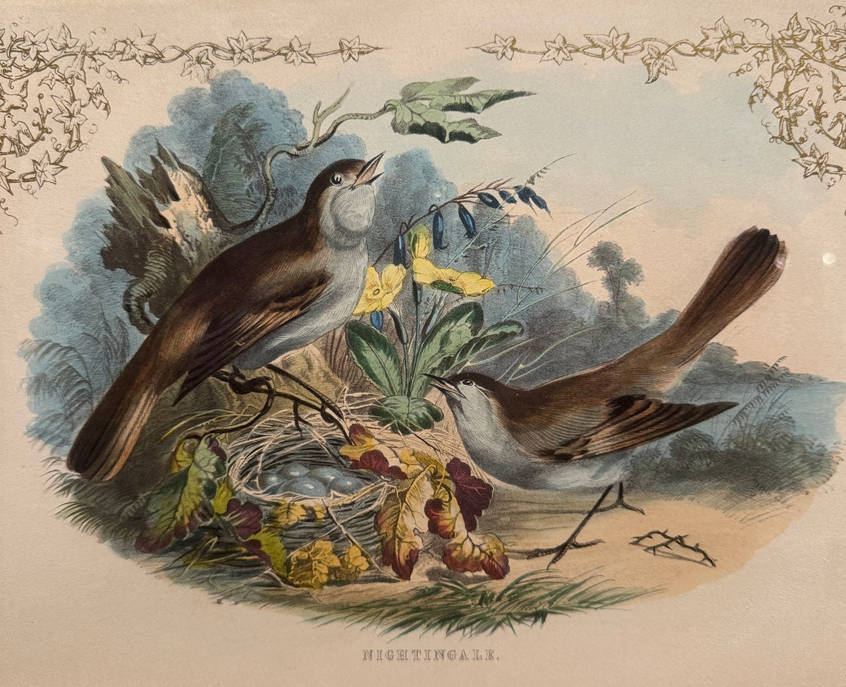 Set of 4 Framed Bird Lithographs, Paul Jerrard