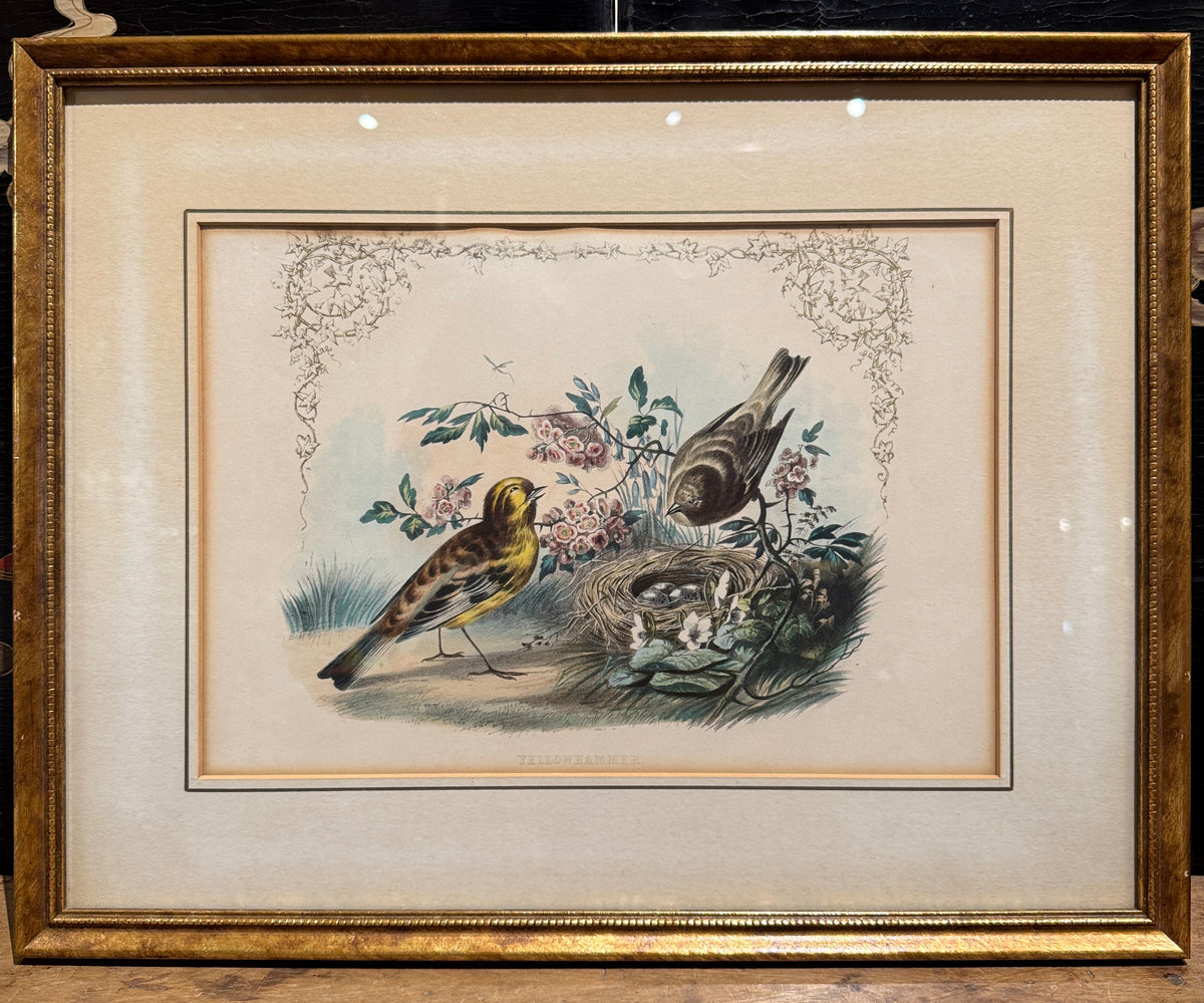 Set of 4 Framed Bird Lithographs, Paul Jerrard
