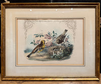 Set of 4 Framed Bird Lithographs, Paul Jerrard