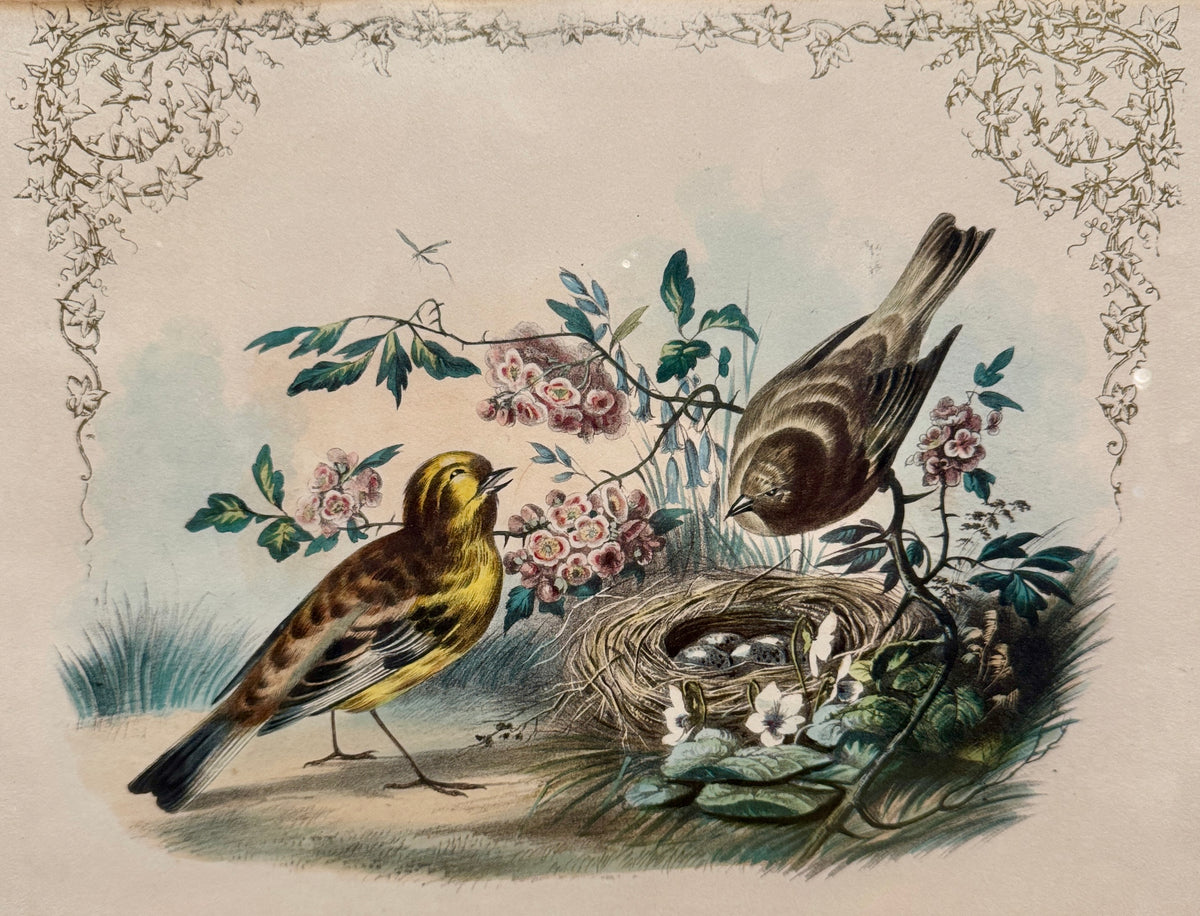 Set of 4 Framed Bird Lithographs, Paul Jerrard