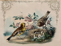 Set of 4 Framed Bird Lithographs, Paul Jerrard