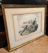 Set of 4 Framed Bird Lithographs, Paul Jerrard