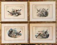Set of 4 Framed Bird Lithographs, Paul Jerrard
