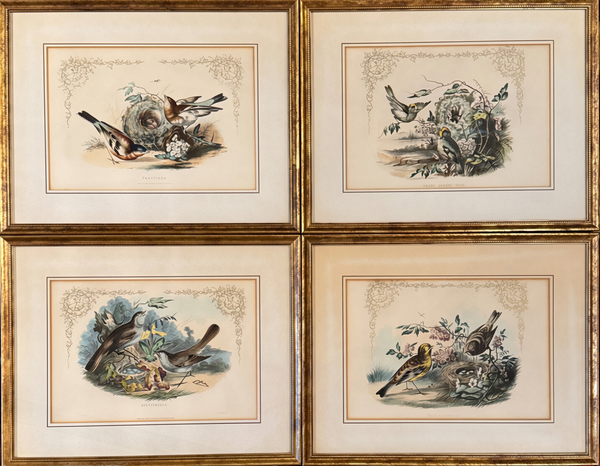 Set of 4 Framed Bird Lithographs, Paul Jerrard